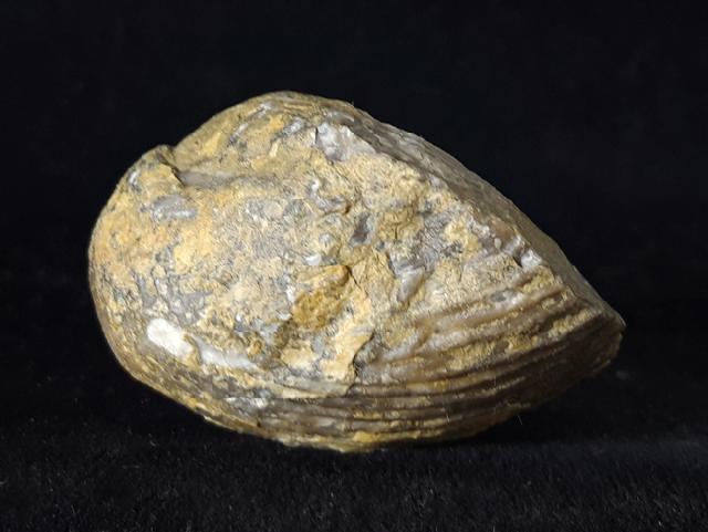 Sakawairhynchia olenekensis DAGYS 1965 - Bild © FossNet FossilienStore